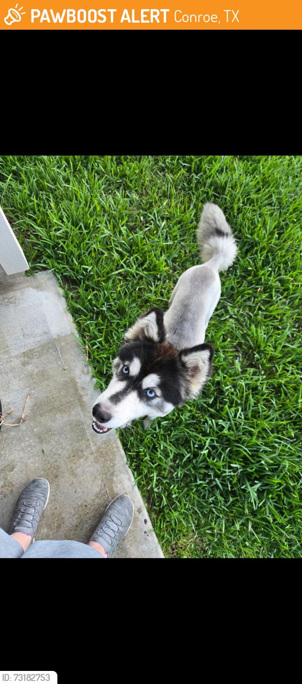 Found/Stray Male Dog last seen Lonely Pines, Conroe, TX 77302