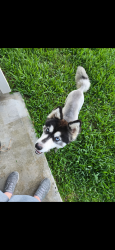 Found/Stray Male Dog last seen Lonely Pines, Conroe, TX 77302