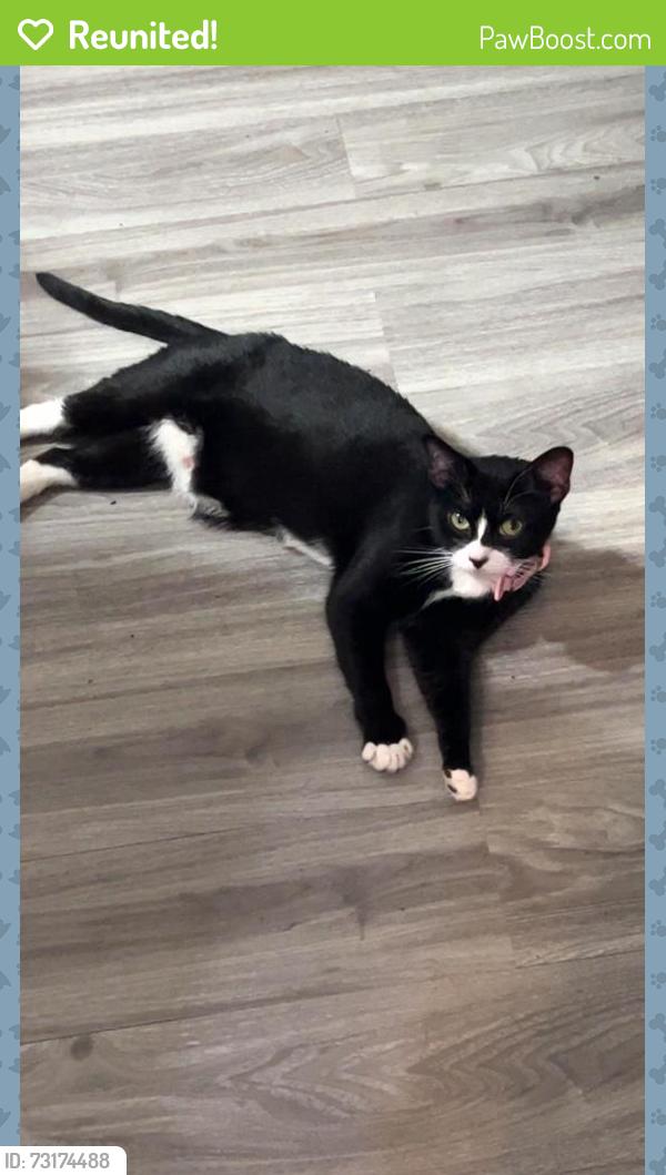 Reunited Female Cat last seen Rexmont, Lebanon, PA 17042