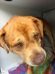 Shelter Stray Male Dog last seen Scottingham Court, North Chesterfield, VA, 23236, 9300 Public Works Rd, Chesterfield, VA 23832, USA