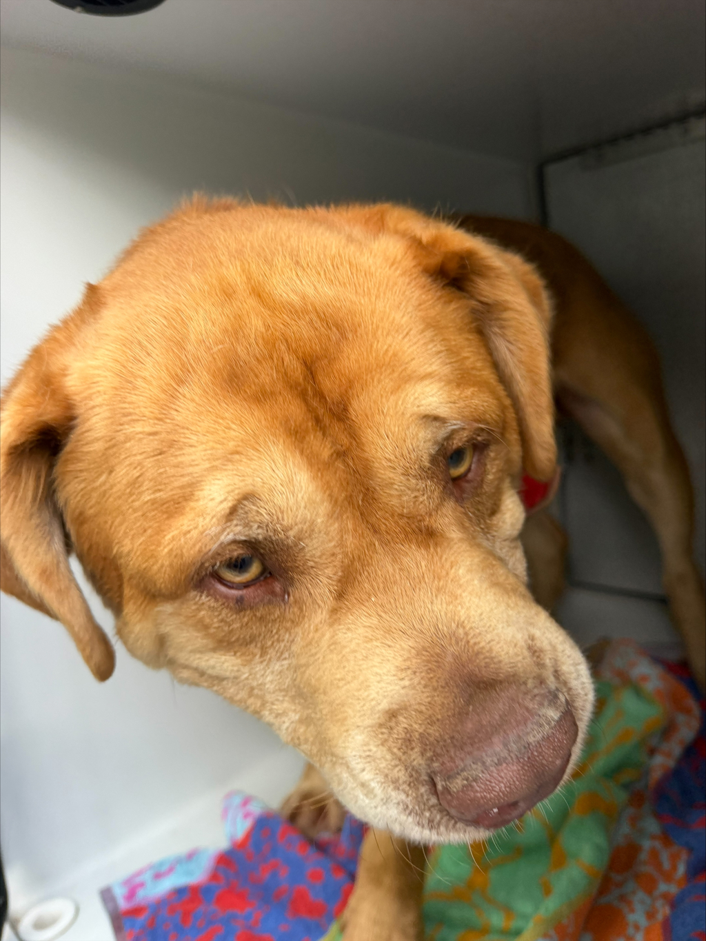 Shelter Stray Male Dog last seen Scottingham Court, North Chesterfield, VA, 23236, 9300 Public Works Rd, Chesterfield, VA 23832, USA