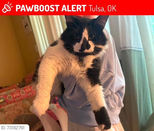 Lost Male Cat last seen 47th & Harvard, Tulsa, OK 74135
