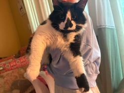 Lost Male Cat last seen 47th & Harvard, Tulsa, OK 74135