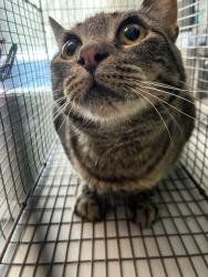 Shelter Stray Female Cat last seen Near S Obsidian Way, Kearns Township, UT, 84118, 511 W 3900 S, Salt Lake City, UT 84123, USA