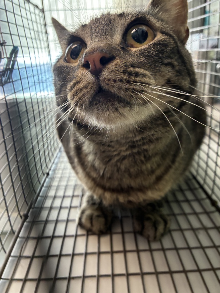 Shelter Stray Female Cat last seen Near S Obsidian Way, Kearns Township, UT, 84118, 511 W 3900 S, Salt Lake City, UT 84123, USA