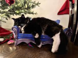 Reunited Male Cat last seen Near Wigen Rd, Lynnwood, WA 98087, USA, Lynnwood, WA 98087