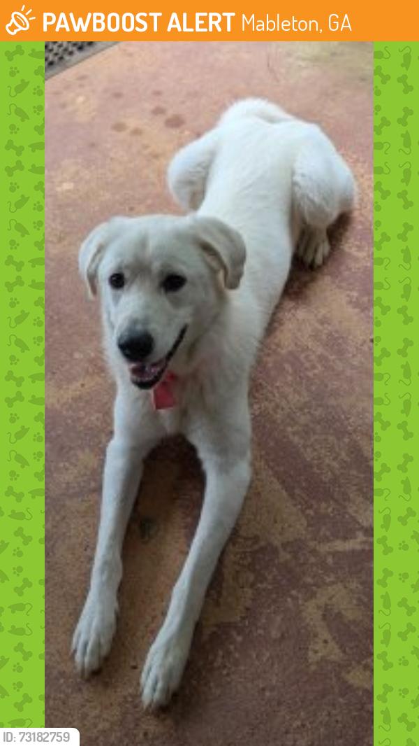 Found/Stray Female Dog last seen Silver Comet Trail - Concord Road Entrance/Exit Parking near the Historic Concord Covered Bridge, Mableton, GA 30126
