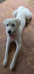 Found/Stray Female Dog last seen Silver Comet Trail - Concord Road Entrance/Exit Parking near the Historic Concord Covered Bridge, Mableton, GA 30126
