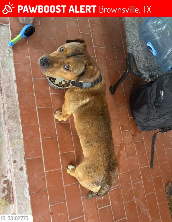 Lost Male Dog last seen Honeydale near Pace neighborhood, Brownsville, TX 78520