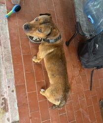 Lost Male Dog last seen Honeydale near Pace neighborhood, Brownsville, TX 78520