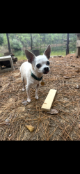 Reunited Male Dog last seen Maple St & Montclair St, San Diego, CA 92104