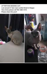 Lost Female Cat last seen Lorette street, Dieppe, NB E1K 0A4