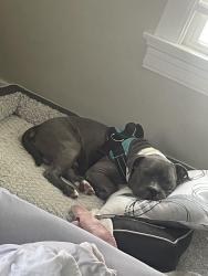 Lost Male Dog last seen Revere Ave, Dayton, OH 45420