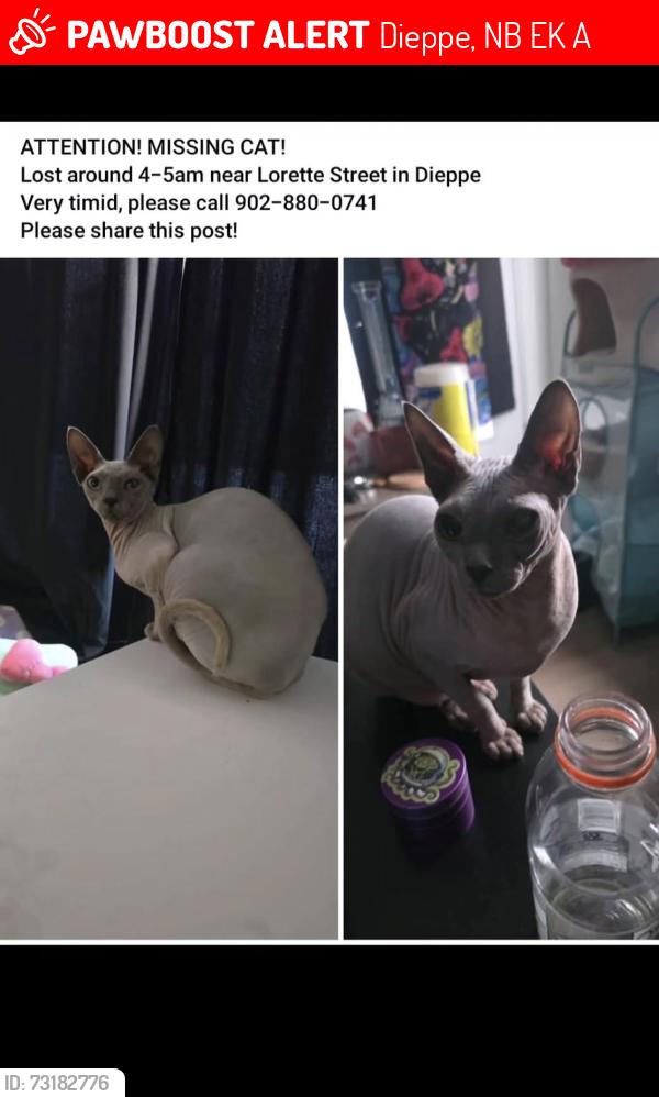 Lost Female Cat last seen Lorette street, Dieppe, NB E1K 0A4