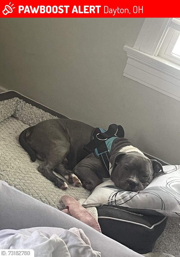 Lost Male Dog last seen Revere Ave, Dayton, OH 45420