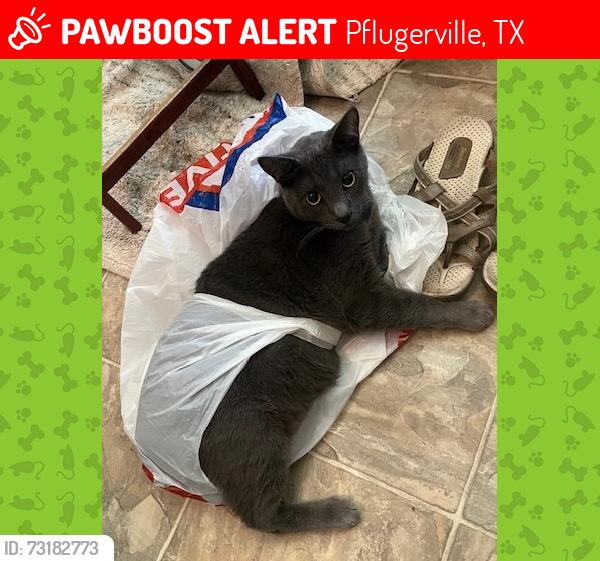 Lost Male Cat last seen forts and Boesch, Pflugerville, TX 78660