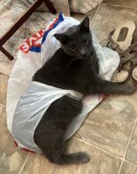 Lost Male Cat last seen forts and Boesch, Pflugerville, TX 78660
