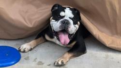 Reunited Male Dog last seen Bell & El Camino & Marconi, Sacramento, CA 95821