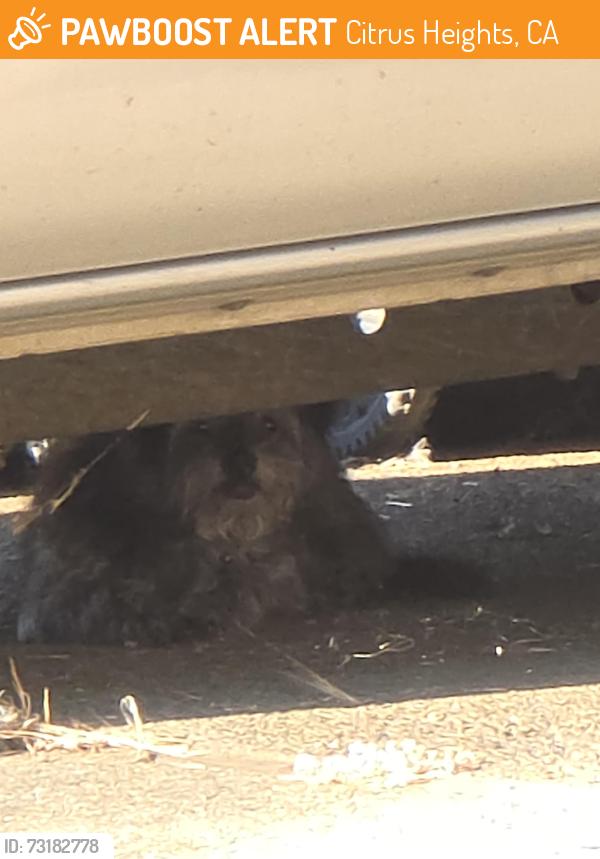 Found/Stray Unknown Dog last seen Ramblewood Way, Citrus Heights, CA 95621