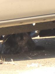 Found/Stray Unknown Dog last seen Ramblewood Way, Citrus Heights, CA 95621