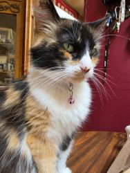 Lost Female Cat last seen Washington Street, Indianapolis, IN 46219