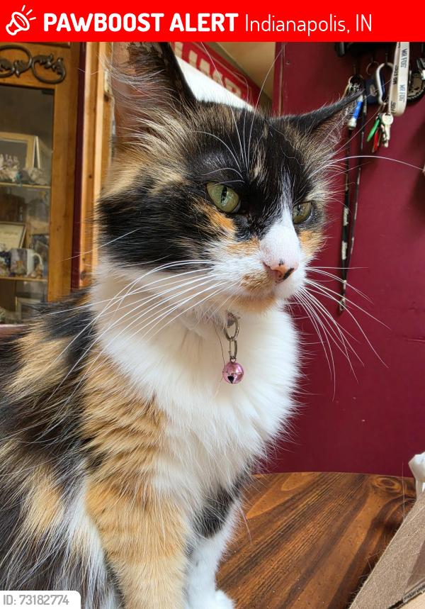 Lost Female Cat last seen Washington Street, Indianapolis, IN 46219