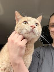 Reunited Male Cat last seen N 52nd and Lloyd, Milwaukee, WI 53208