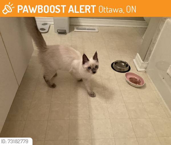 Found/Stray Unknown Cat last seen Earl Mulligan, Barrhaven, Ottawa, ON 