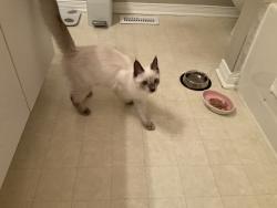 Found/Stray Unknown Cat last seen Earl Mulligan, Barrhaven, Ottawa, ON 