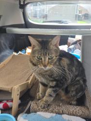 Lost Male Cat last seen Near Merrick St SE Yelm wa 98597, Yelm, WA 98597