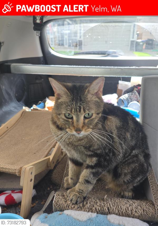 Lost Male Cat last seen Near Merrick St SE Yelm wa 98597, Yelm, WA 98597