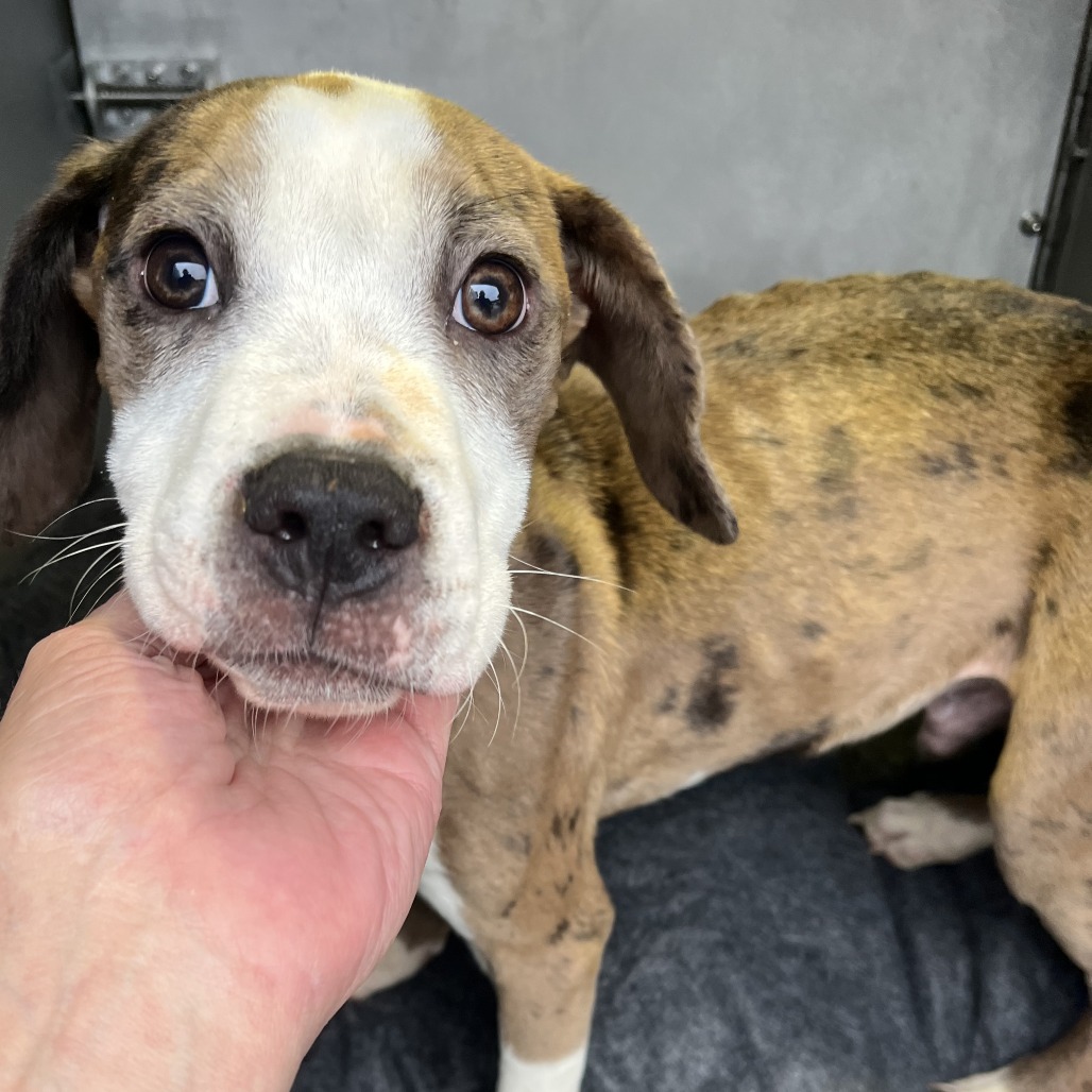 Shelter Stray Male Dog last seen , 980 Guilford College Rd, Greensboro, NC 27409, USA