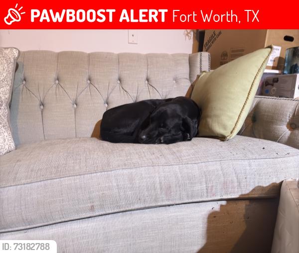 Lost Female Dog last seen Black wing drive, Fort Worth, TX 76137