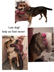 Reunited Female Dog last seen Vestavia Hills Neighborhood, Vestavia Hills, AL 35230