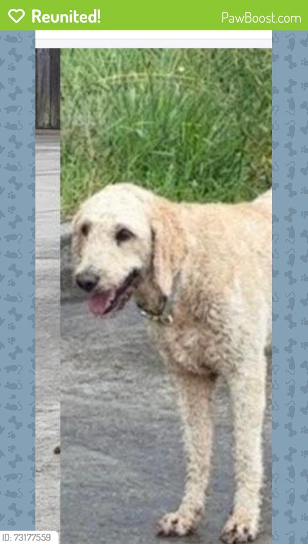 Reunited Female Dog last seen Food city, Walker County, GA 30741
