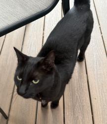 Reunited Unknown Cat last seen Mundy park - near king Albert path, Coquitlam, BC V3J 1Z8