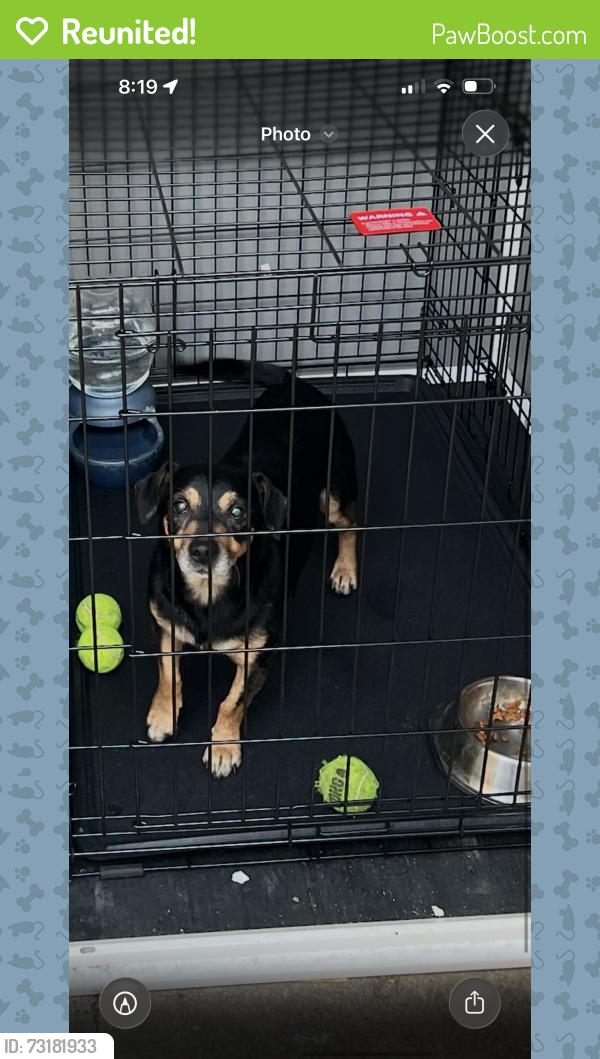 Reunited Male Dog last seen Greenleaf and center, Compton, CA 90220