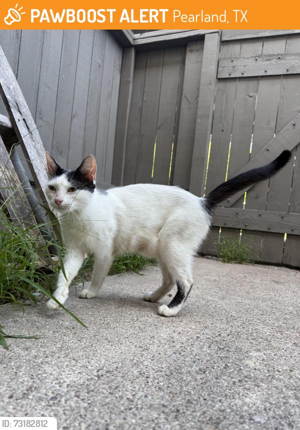 Found/Stray Female Cat last seen Old Alvin, Pearland, TX 77581