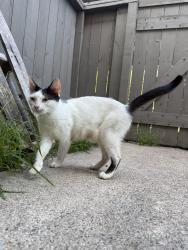Found/Stray Female Cat last seen Old Alvin, Pearland, TX 77581