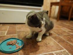 Reunited Male Cat last seen Douglas and St Paul, Wichita, KS 67213