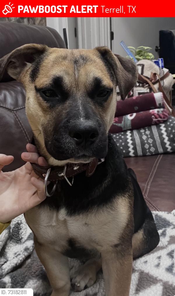Lost Female Dog last seen Fm 2578 and fm 987, Terrell, TX 75160