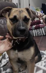 Lost Female Dog last seen Fm 2578 and fm 987, Terrell, TX 75160