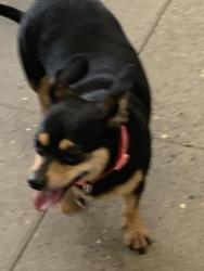Found/Stray Female Dog last seen Kelley Hwy & Albert Pike - Fort Smith, AR, Fort Smith, AR 72904