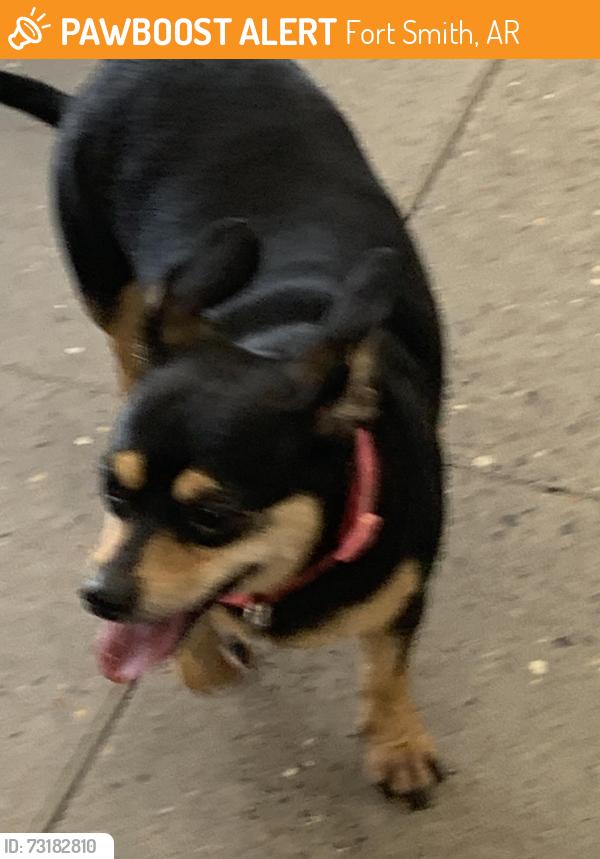 Found/Stray Female Dog last seen Kelley Hwy & Albert Pike - Fort Smith, AR, Fort Smith, AR 72904