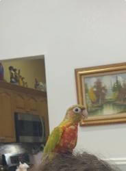 Lost Female Bird last seen SW 256 Terrace, Princeton, FL 33032