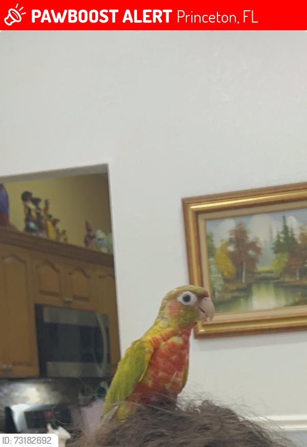 Lost Female Bird last seen SW 256 Terrace, Princeton, FL 33032