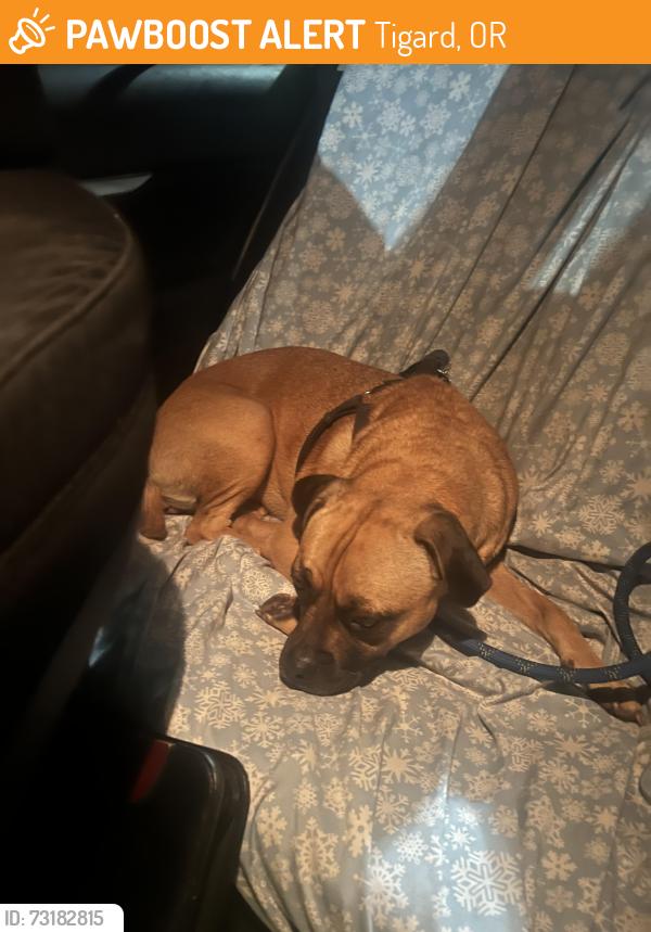 Found/Stray Female Dog last seen SW Oak, Tigard, OR 97223