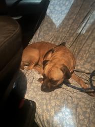 Found/Stray Female Dog last seen SW Oak, Tigard, OR 97223
