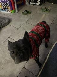Reunited Male Dog last seen Madison and Corson, New Port Richey, FL 34652