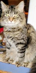 Lost Male Cat last seen Alindale trailer park in ky, Elsmere, KY 41018